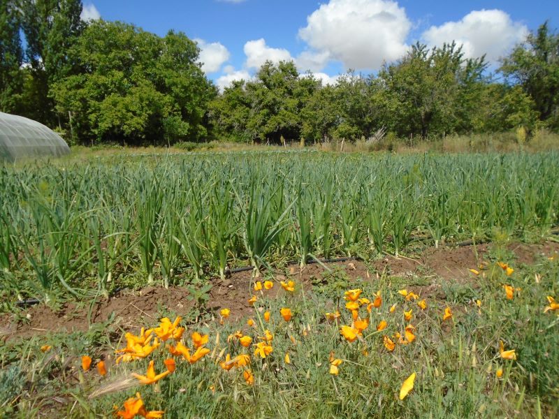 huerta junio 24_1