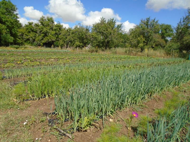 huerta junio 24_12