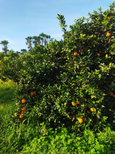 foto naranjas