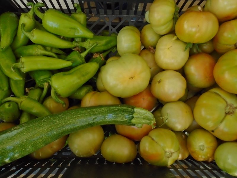 cosecha de tomates y pimientos en caja