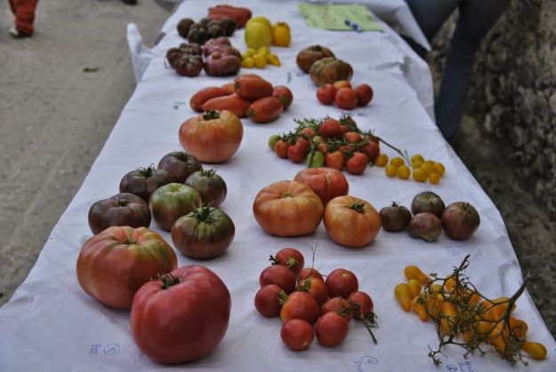 Exposición de tomates