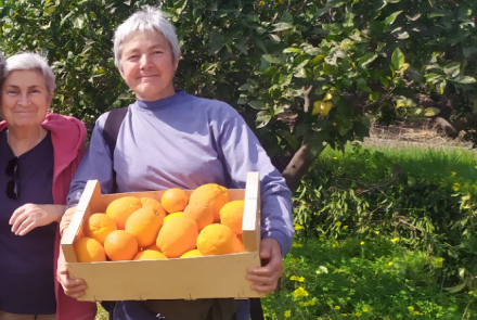 visita Xátiva, naranjas